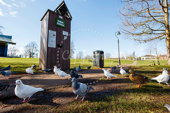 Diss Duck Feeding Station