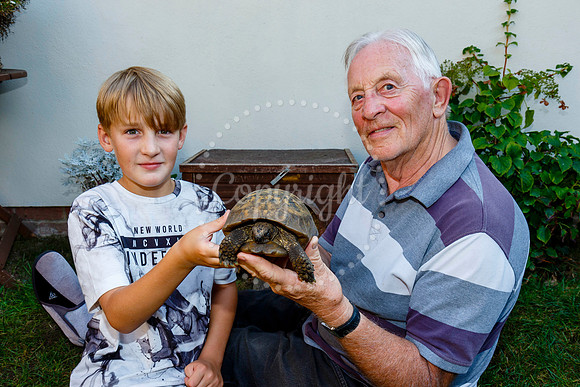 Daisy the male tortoise which escaped from his family home in Oc