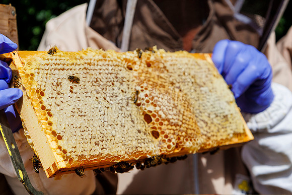 Starston Community Bee Group is celebrating 10 years