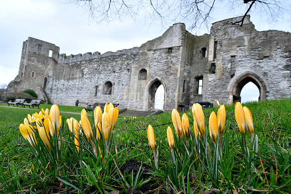 Spring Flowers