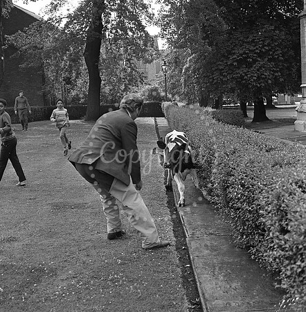 Calf on the loose - 50 years ago