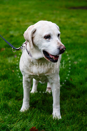 Daisy the Labrador