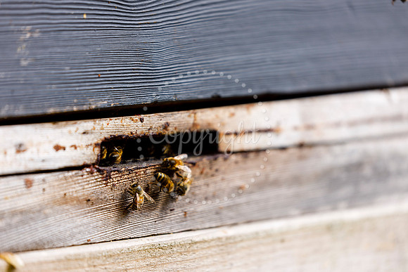 Starston Community Bee Group is celebrating 10 years