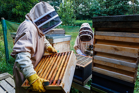 Starston Community Bee Group is celebrating 10 years
