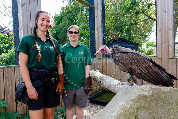 Vultures at Suffolk Owl Sanctuary