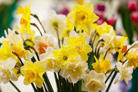 Diss and District Horticultural Society Spring Flower Show