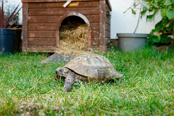 Daisy the male tortoise which escaped from his family home in Oc