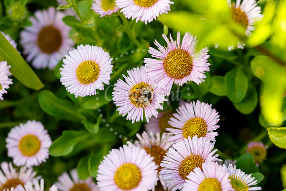 Eye Open Gardens weekend