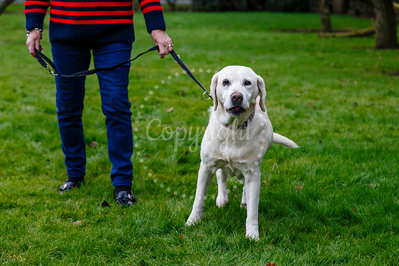 Daisy the Labrador
