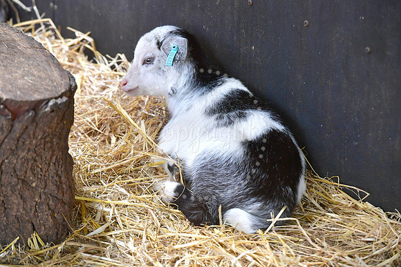 Baby animals at White Post Farm