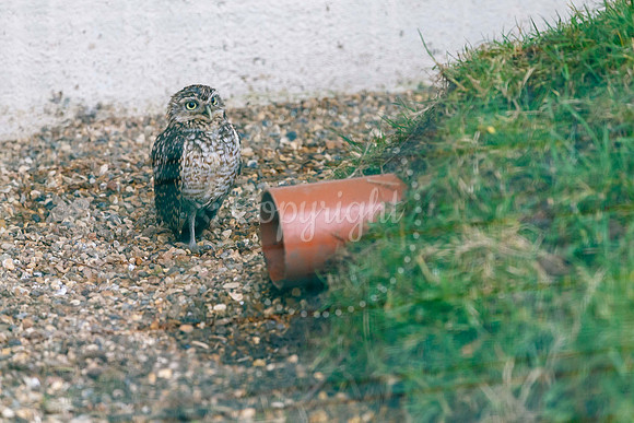 Suffolk Owl Sanctuary