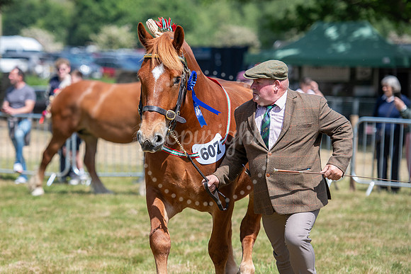 SPF Holbecks Park, Hadleigh, Suffolk186th Hadleigh Show. Pictur