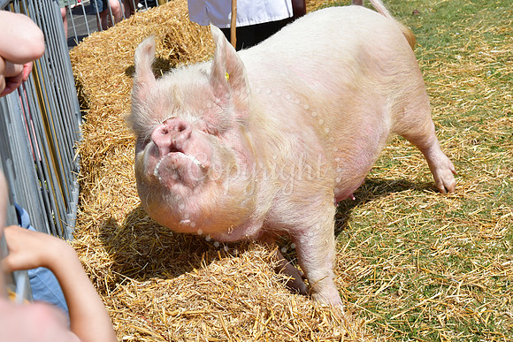 Nottinghamshire County Show