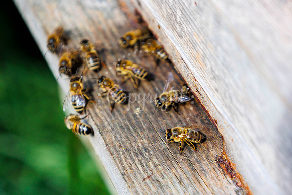Starston Community Bee Group is celebrating 10 years