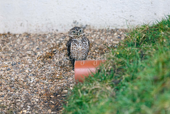 Suffolk Owl Sanctuary