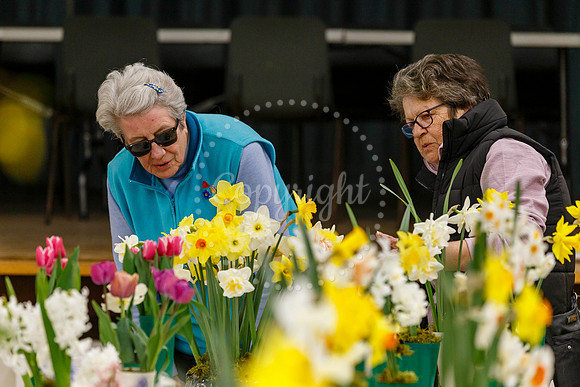 Diss and District Horticultural Society Spring Flower Show
