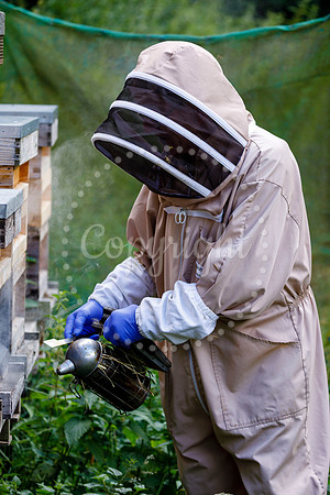 Starston Community Bee Group is celebrating 10 years