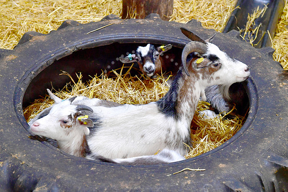 Baby animals at White Post Farm