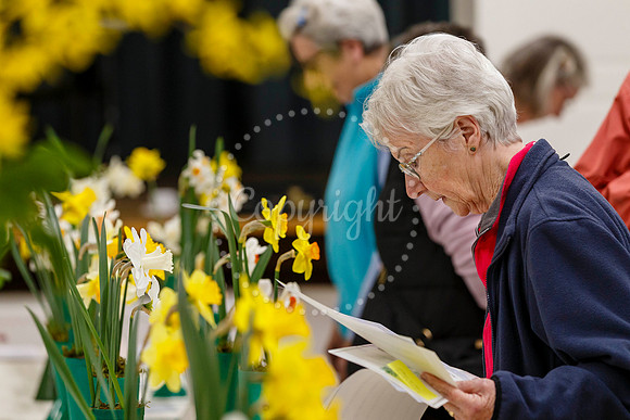 Diss and District Horticultural Society Spring Flower Show