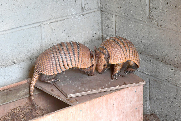 Baby animals at White Post Farm