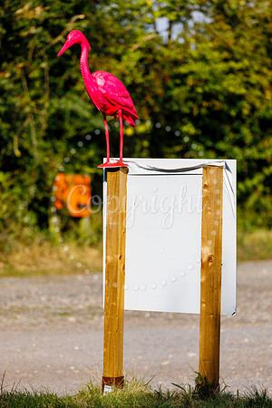 Bird Banksy in Rushall