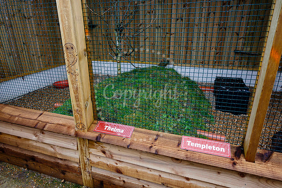 Suffolk Owl Sanctuary