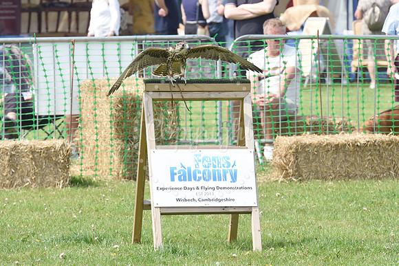 Nottingham County Show