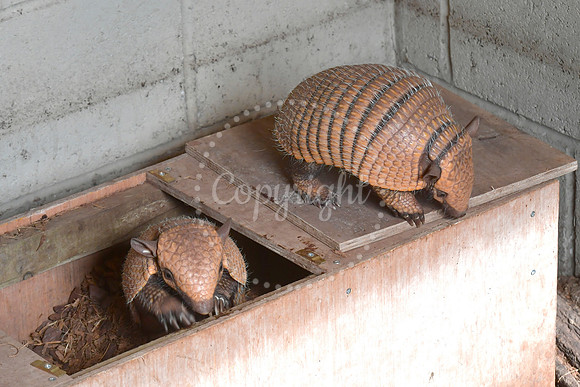 Baby animals at White Post Farm