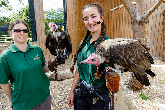 Vultures at Suffolk Owl Sanctuary