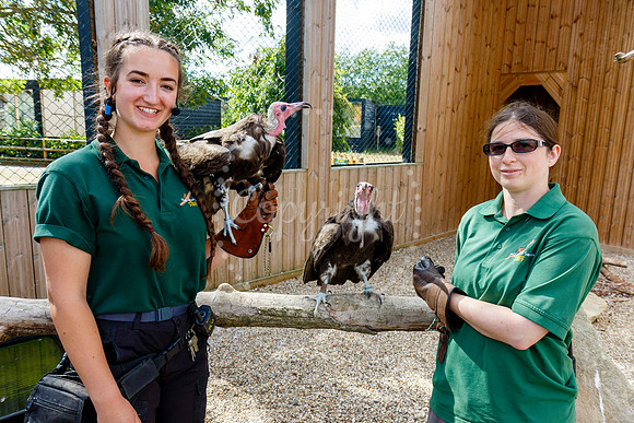 Vultures at Suffolk Owl Sanctuary