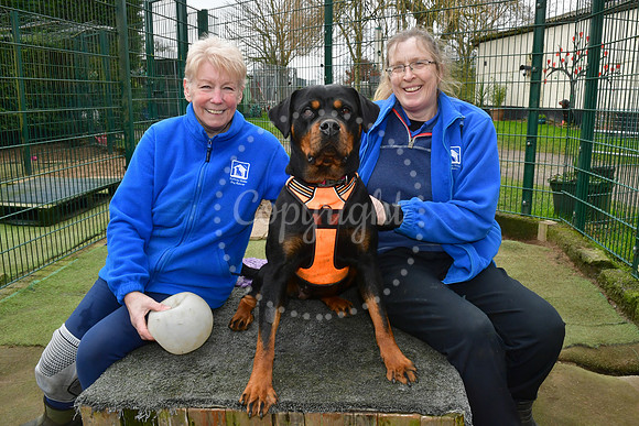 Halfway Home Dog Rescue, closing due to owner retiring