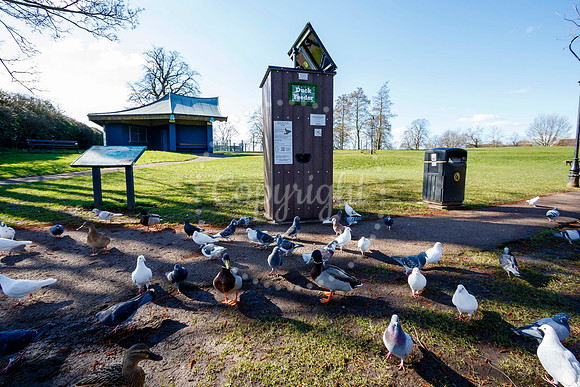 Diss Duck Feeding Station