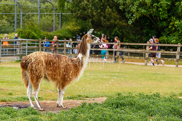 Run Banham Zoo 5K Race