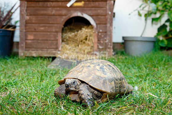 Daisy the male tortoise which escaped from his family home in Oc