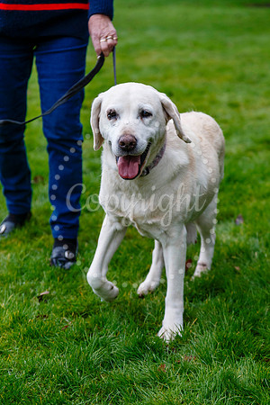 Daisy the Labrador