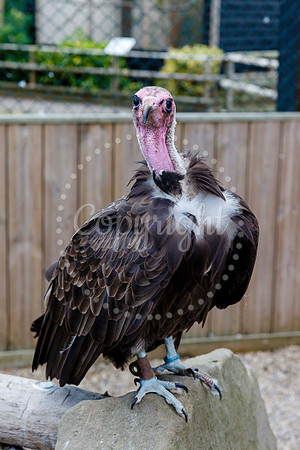 Vultures at Suffolk Owl Sanctuary