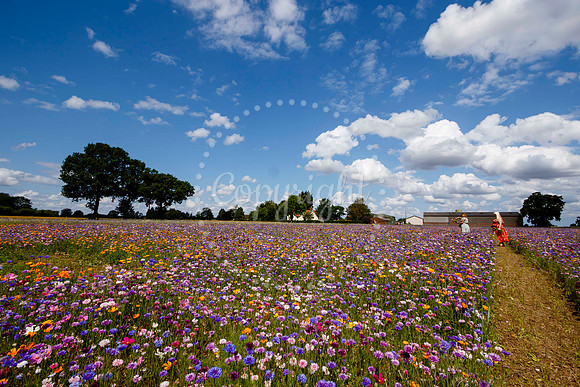Pulham Market Maize Maze and PYO Wildflowers held at Pulham Patc
