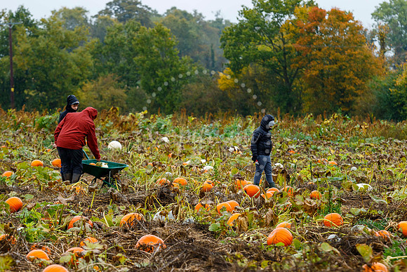 Mrs G’s Pumpkin Patch in Garboldisham opening day