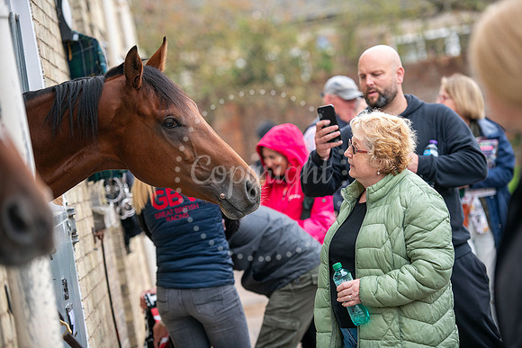 NewmarketNewmarket Stables open day and events on The Severals.