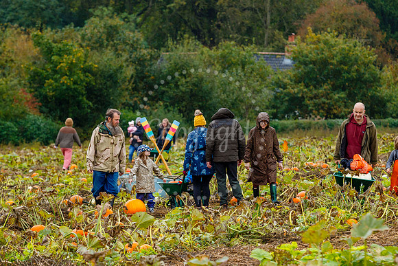 Mrs G’s Pumpkin Patch in Garboldisham opening day
