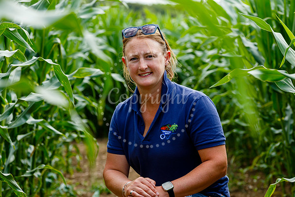 Pulham Market Maize Maze and PYO Wildflowers held at Pulham Patc