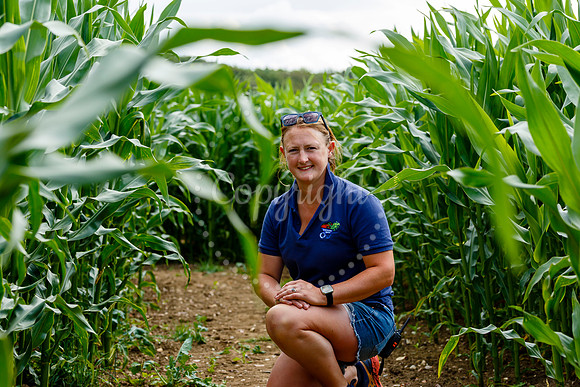 Pulham Market Maize Maze and PYO Wildflowers held at Pulham Patc