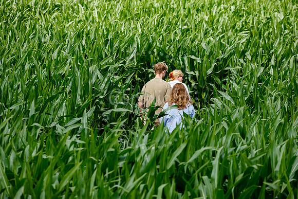 Pulham Market Maize Maze and PYO Wildflowers held at Pulham Patc