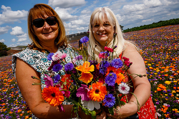 Pulham Market Maize Maze and PYO Wildflowers held at Pulham Patc