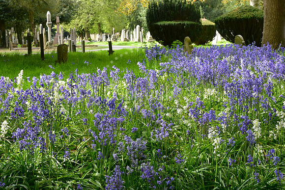 Bluebells in Newark Cemetery