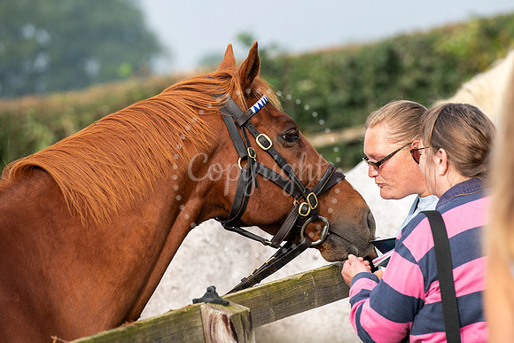 Wood Ditton StudFirst public opening of Godolphin’s retired r