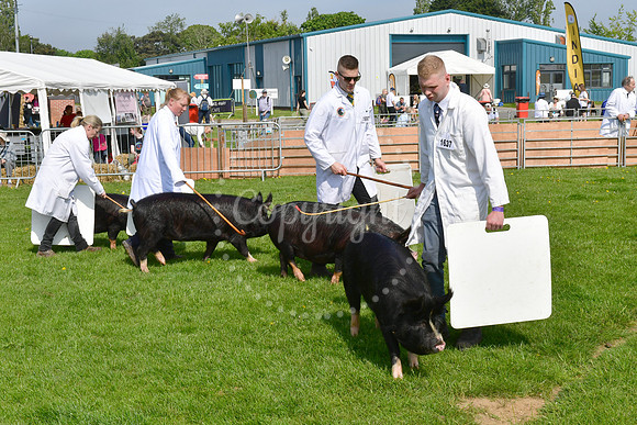 Nottingham County Show