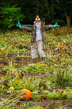 Mrs G’s Pumpkin Patch in Garboldisham opening day