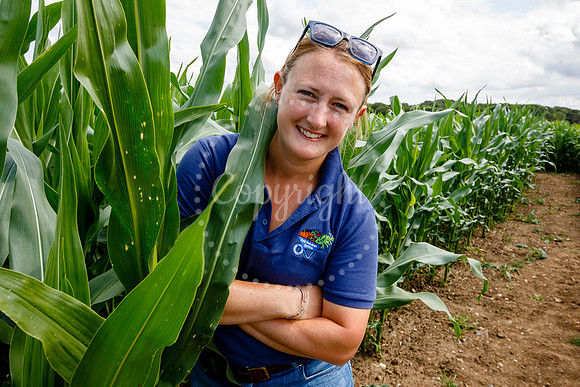 Pulham Market Maize Maze and PYO Wildflowers held at Pulham Patc