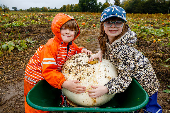 Mrs G’s Pumpkin Patch in Garboldisham opening day